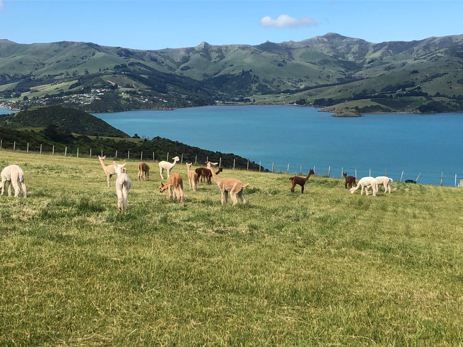 alpaca farm tour akaroa