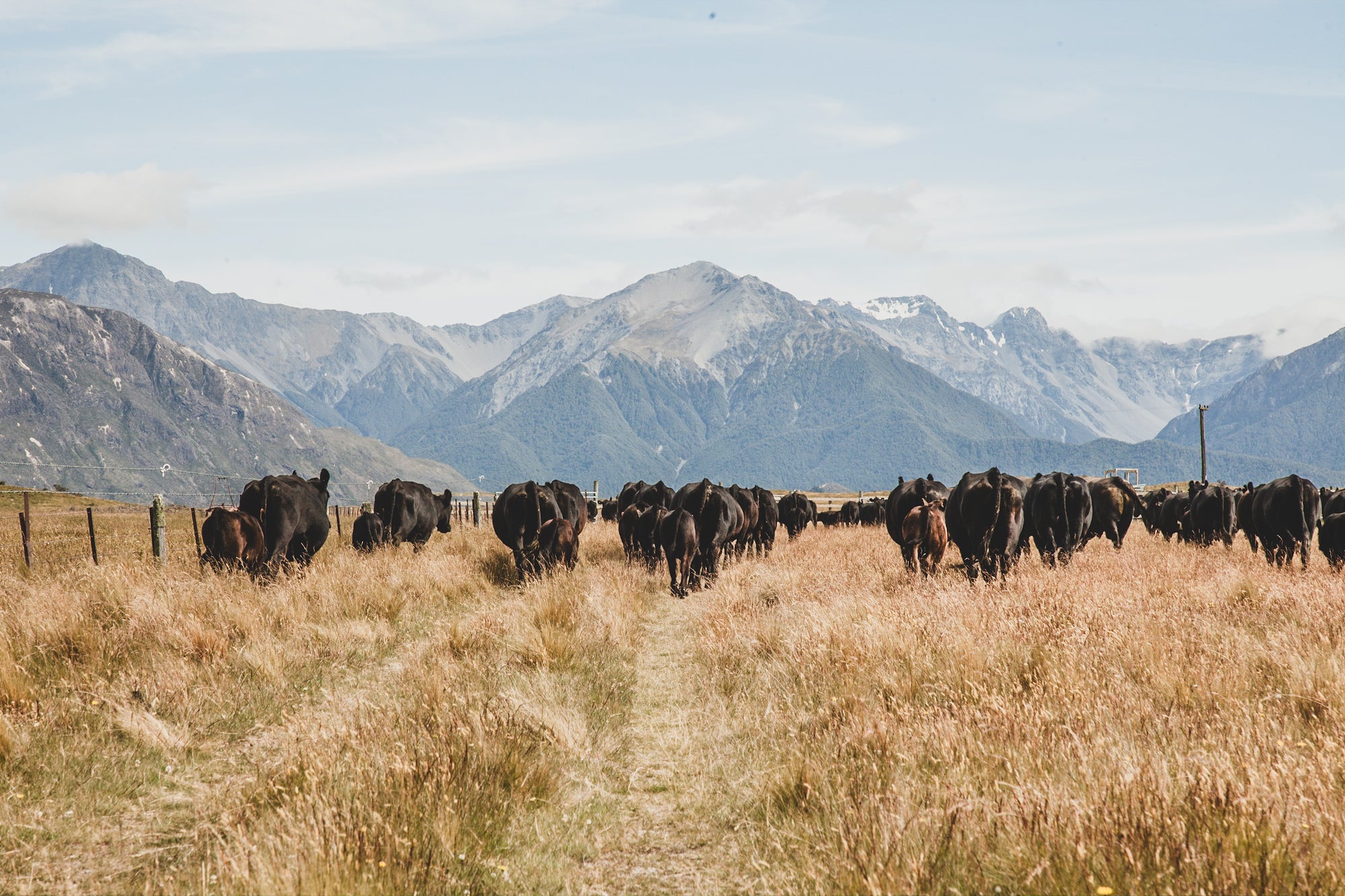 Cows walking away