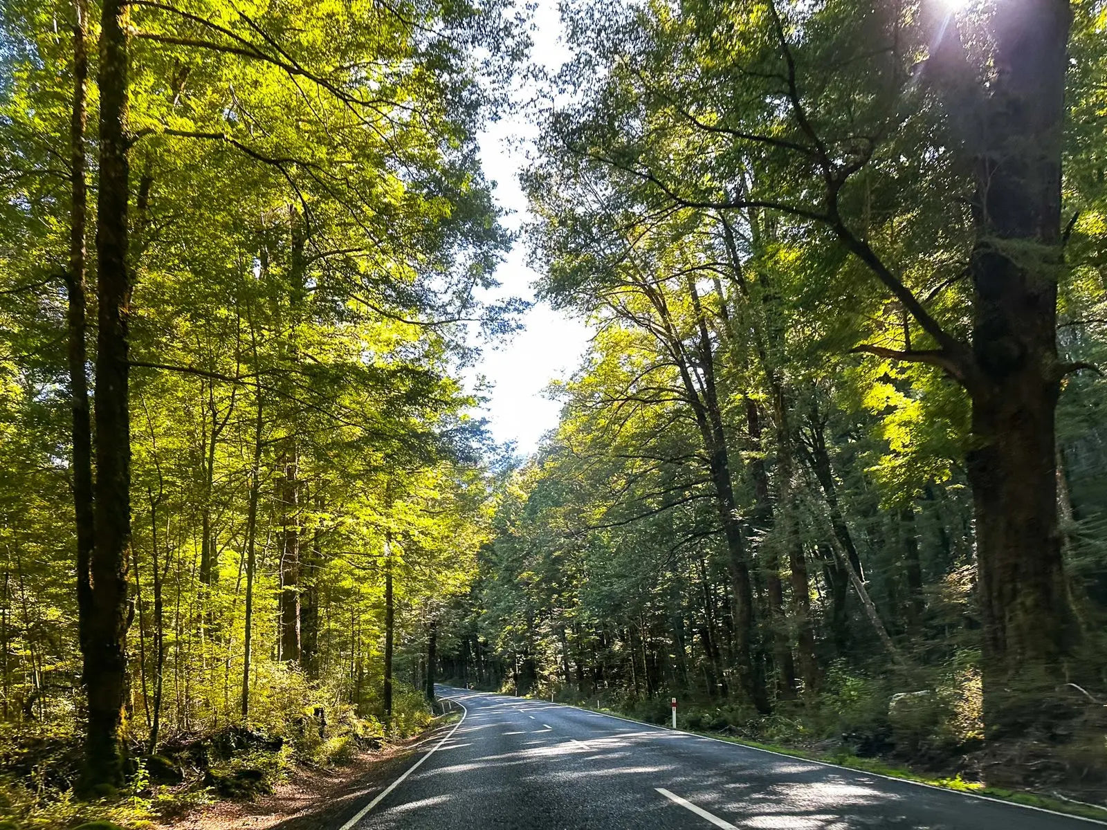 West coast road through Beech Trees