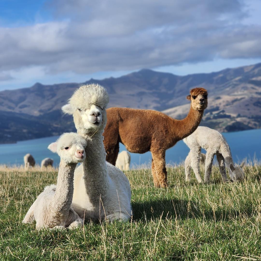 alpaca farm tour akaroa